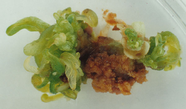 Bean plantlets regenerated from callus cultured on medium with methylglyoxal but without ascorbic acid.