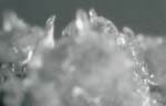 Figure 1c. Click to enlarge. Small pine shoots growing from callus derived from a pine needle.