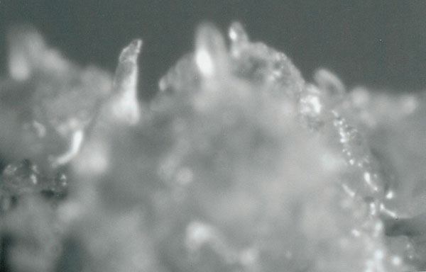 Small pine shoots growing from callus derived from a pine needle.