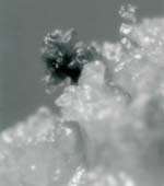 Figure 1d - Click to enlarge picture of a small male pine-cone that has developed from pine-needle callus.