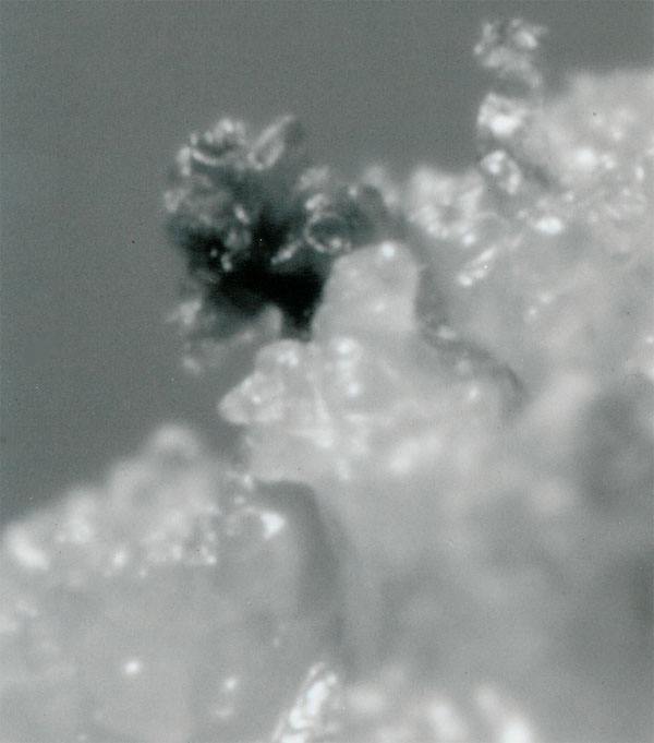 A small male pine-cone that has developed from pine-needle callus.