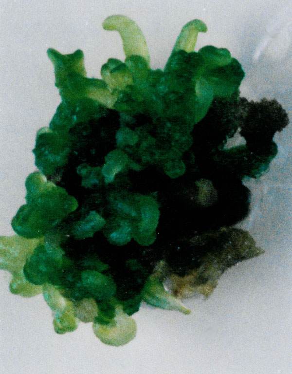 Embryogenesis from bean callus producing bean shoots. Callus was derived from the meristem of a bud apex.