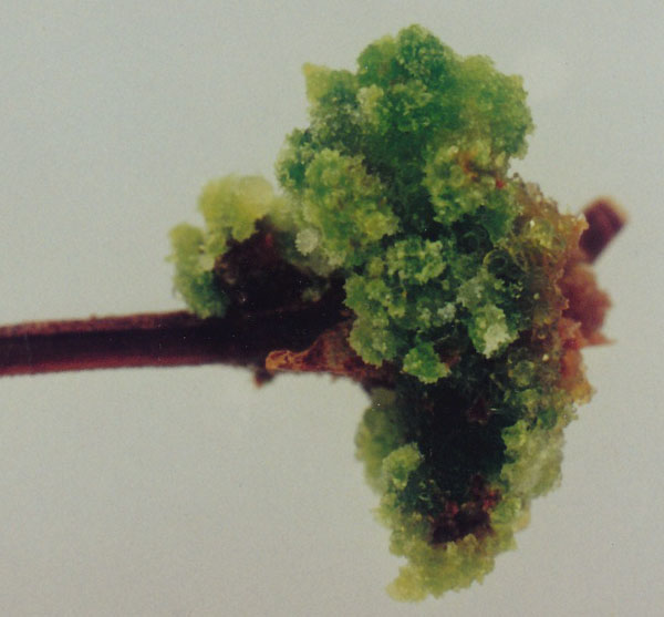 Tiny pinelet from needle callus in middle of culture, with two other possible pinelets nearby. Buds from callus also present. Pinus muricata.